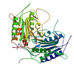 Sf caspase-1 structure by Ni 2006, PDB 2NN3.jpg