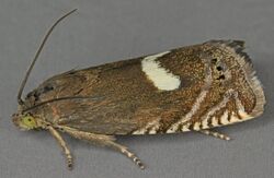 Grapholita lunulana, Burley Hill Quarry, North Wales, May 2012 (19494607638).jpg