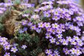 Dionysia khatamii GotBot 2015 04.JPG