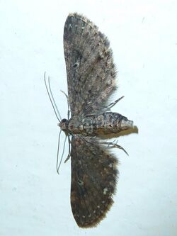 Eupithecia infelix, c, Pretoria.jpg
