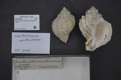 Naturalis Biodiversity Center - RMNH.MOL.198110 - Xanthochorus cassidiformis (Blainville, 1832) - Muricidae - Mollusc shell.jpeg