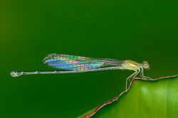 Pseudagrion microcephalum by Sunny Joseph.jpg