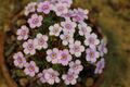 Dionysia freitagii 'Onsdagii' GotBot 2015.JPG