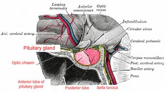 Pituitary gland-optic chiasm-sella turcica.jpg