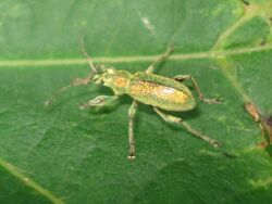 Phyllobius arborator 01.jpg