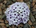 Dionysia afghanica GotBot 2015 002.jpg