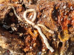 Tube worm long reef.jpg