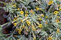 Dionysia bornmuelleri 'klon 1' GotBot 2015.jpg