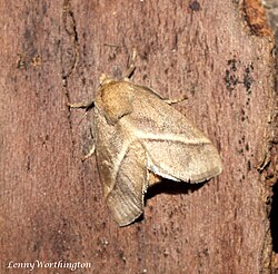 Thosea siamica (Holloway, 1987) Limacodidae (24955540550).jpg