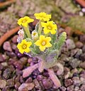 Dionysia teucrioides GotBot 2015 001.jpg
