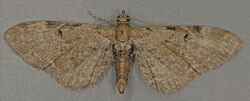 Eupithecia expallidata, Bleached Pug, Trawscoed, North Wales, July 2015 (20488663703).jpg