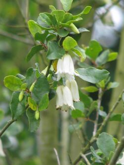 Crinodendron patagua - Flickr - peganum.jpg