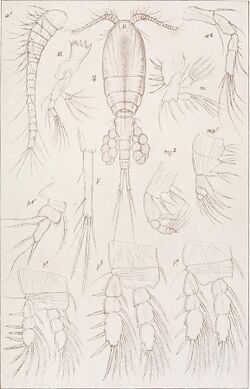 An account of the Crustacea of Norway, with short descriptions and figures of all the species (1913) (16562821927).jpg