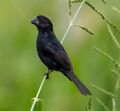Black-billed seed finch (Sporophila atrirostris) (cropped).jpg