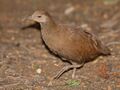 Lord Howe Woodhen 3.jpg