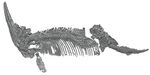 Undorosaurus Skeleton.jpg