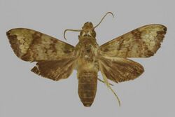 Antinephele muscosa BMNHE813370 male up.jpg