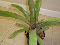 JWGII Aechmea red flamingo 01.JPG