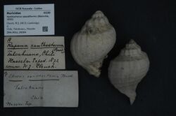 Naturalis Biodiversity Center - ZMA.MOLL.29264 - Xanthochorus cassidiformis (Blainville, 1832) - Muricidae - Mollusc shell.jpeg
