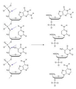 Exonuclease type b.svg
