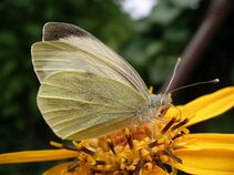 The large white butterfly (Pieris brassicae), from which the biliprotein known as 'bilin-binding protein' was extracted.