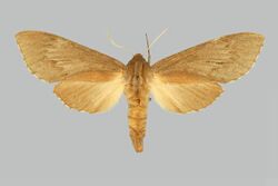 Lapara halicarnie BMNHE274093 female up.jpg