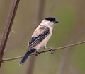 Sporophila pileata - Pearly-bellied Seedeater.jpg