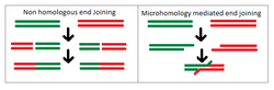 Non homologous end joining and microhomology mediated end joining.png