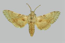 Praedora leucophaea BMNHE274254 male up.jpg
