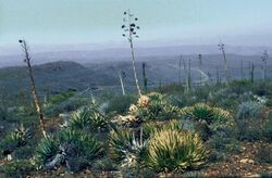 Yucca whipplei subsp. eremica fh 0414.4 BC B.jpg