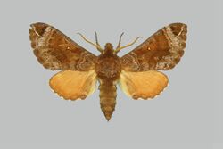Dovania neumanni BMNHE274209 male up.jpg