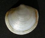 Divaricella huttoniana (rotated).jpg