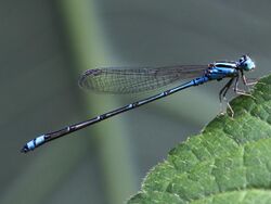 Pseudagrion microcephalum - male chry.jpg