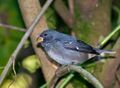 Sporophila falcirostris -Horto Florestal de Sao Paulo, Brazil-8.jpg