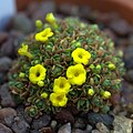 Dionysia zetterlundii GotBot 2015 01.jpg