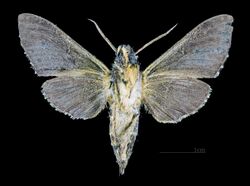 Pseudodolbina fo MHNT CUT 2010 0 94 Nainital (Kumaon) India male ventral.jpg