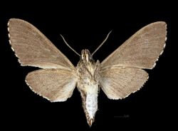 Ceratomia igualana MHNT CUT 2010 0 323 Comala Colima Mexico male ventral.jpg