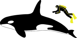 Diagram showing a killer whale and scuba diver from the side: The whale is about four times longer than a human, who is roughly as long as the whale's dorsal fin.