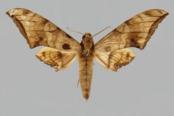 Ambulyx tondanoi BMNHE813985 male up.jpg