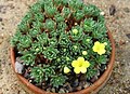 Dionysia termeana GotBot 2015 004.JPG