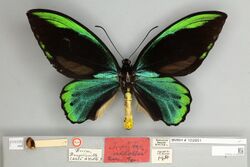 013605540 Ornithoptera allotei dorsal male Holotype.jpg