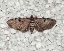 黑褐球果尺蛾 Eupithecia yazakii Inoue, 1988 (14017580499) (2).jpg