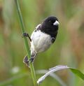 Sporophila ardesiaca - Dubois's Seedeater (male).JPG