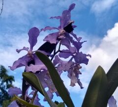 Vanda coerulea orchid blooms from manipur.jpg