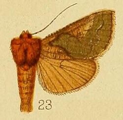 Pl.239-23-Trichoplusia florina (Guenée, 1852).JPG