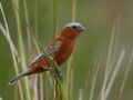 Sporophila cinnamomea - Chestnut Seedeater (male); Iberá marshes, Corrientes, Argentina.jpg