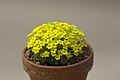 Dionysia lamingtonii 001 GotBot 2016.jpg