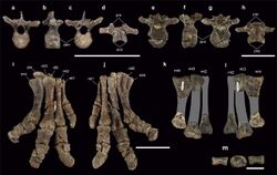Cervical vertebrae and pedal bones of Antarctopelta and Stegouros