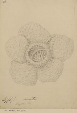 Naturalis Biodiversity Center - L.2096112 - Rafflesia hasseltii Suringar - Artwork.jpeg