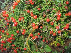 Chironia baccifera Gentianaceae Aambeibossie in fruit 9812.jpg